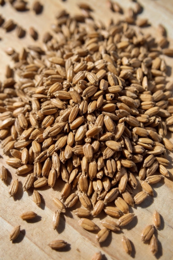 Melanoidin Malt