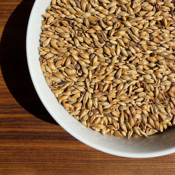 A bowl of weyermann caramunich type 1 in the sun showing 34 degrees lovibond with a wooden background