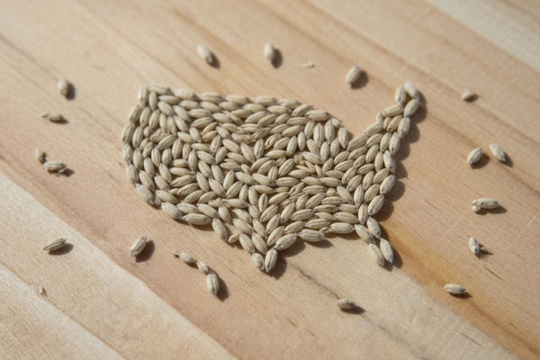 a cluster of proximity pilsen base malt kernals arranged in the shape of a map of the united states