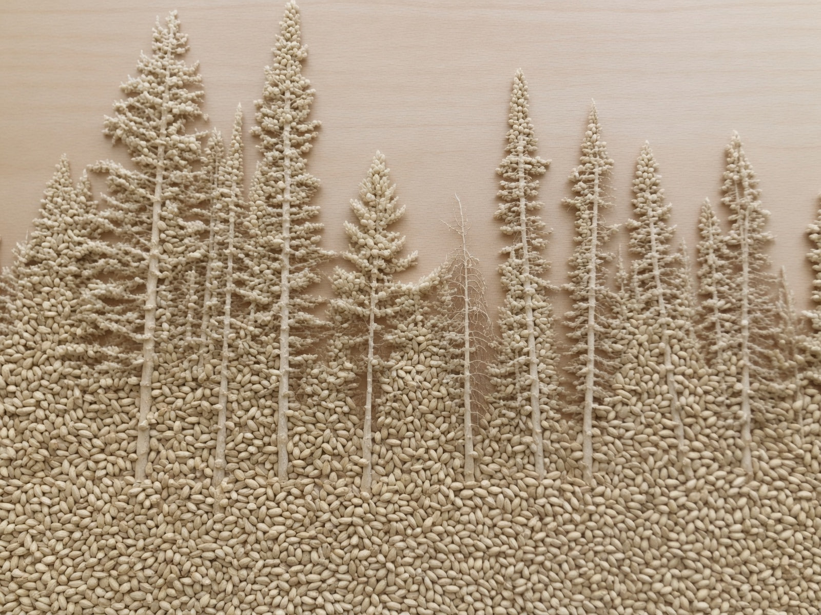 kernels of light colored barley arranged to look like a pine forest on a wooden surface with root shoot malting genie pilsner base malt