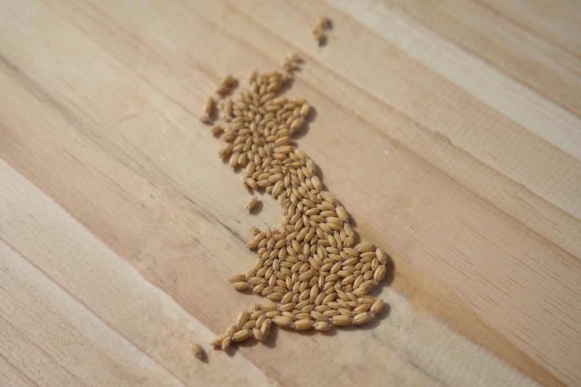 a cluster of simpsons maris otter base malt arranged in the shape of the UK showing 2.2 degrees lovibond
